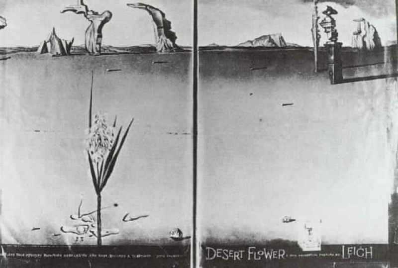 1946_09_desert trilogy - flower in the desert 1946.jpg